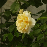 Close up of young rose - Champagne moment