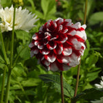Close up of red and white dahlia flower