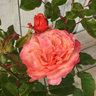 Close-up of coral gardens rose with a smaller bud.