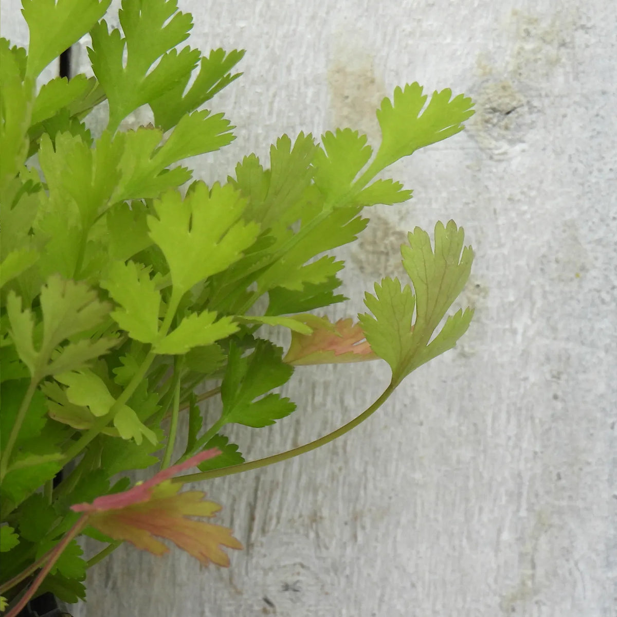 Close-up of green coriander leaves against a textured white background