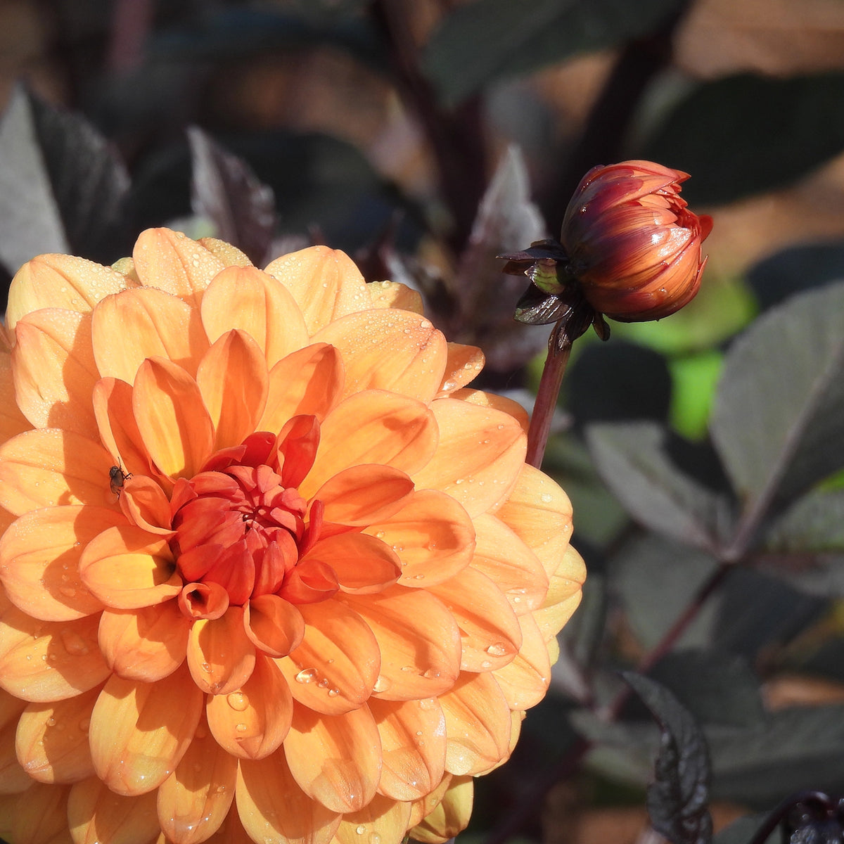 A close-up of a large orange and peach dahlia flower with water droplets on its petals, alongside a small unopened bud against a dark leafy background.
