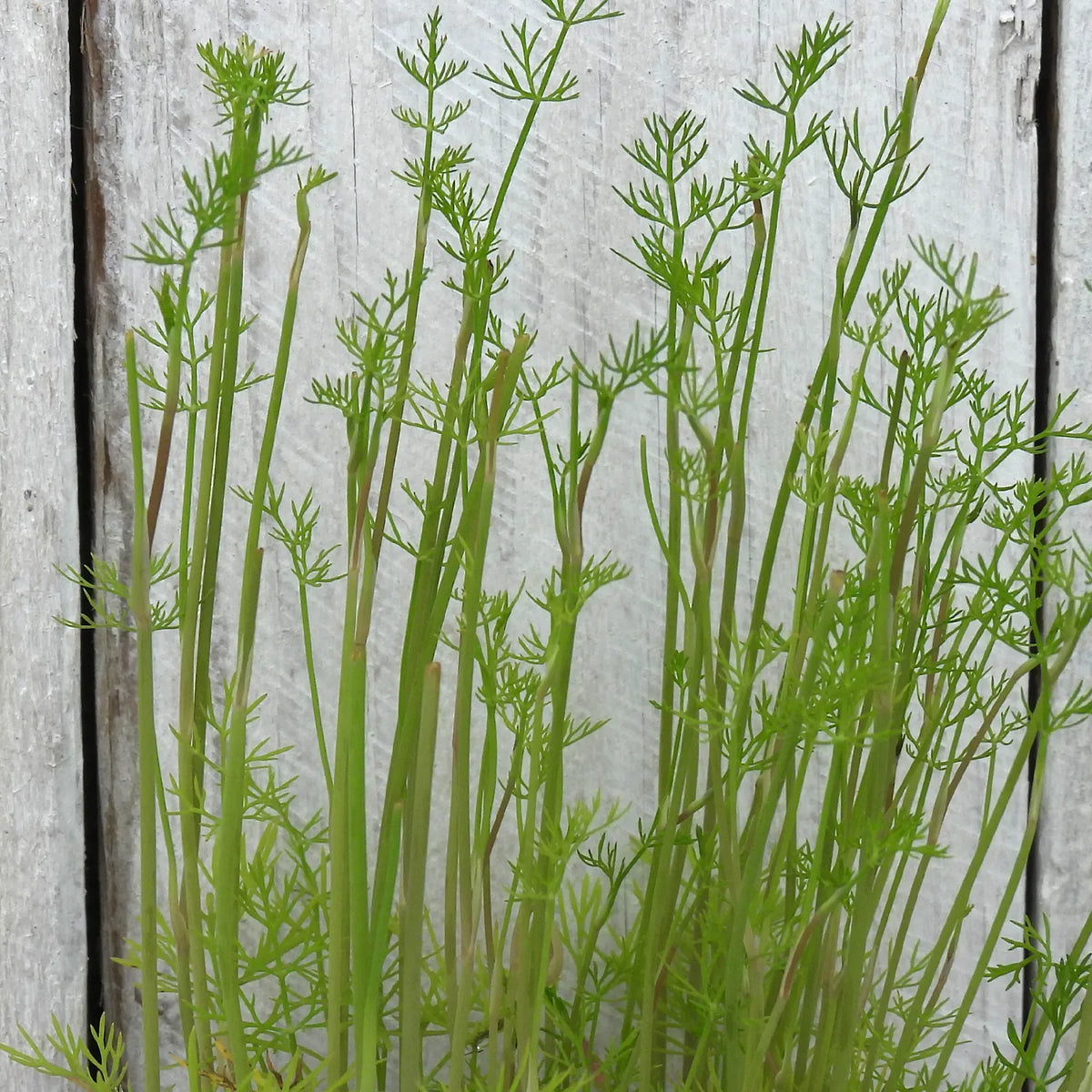 Close up of dill herb leaves