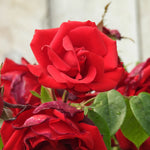 Close-up of a red rose with green leaves on a blurred background