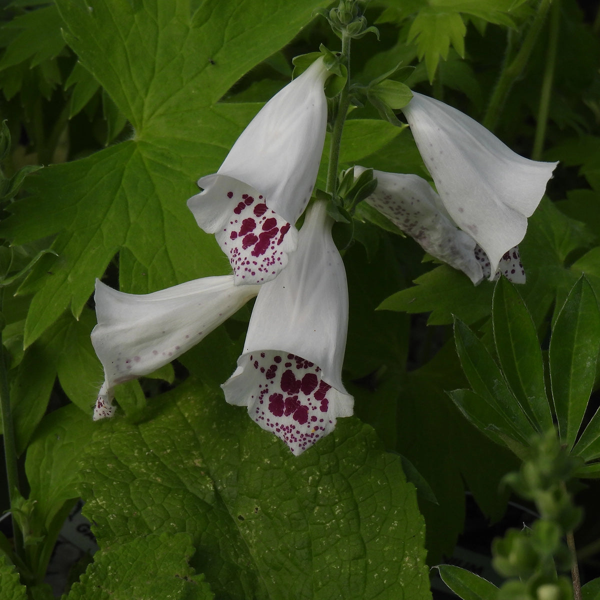 White foxglove flowers with dark burgundy-purple speckled bell-shaped interiors, growing among lush green leaves.