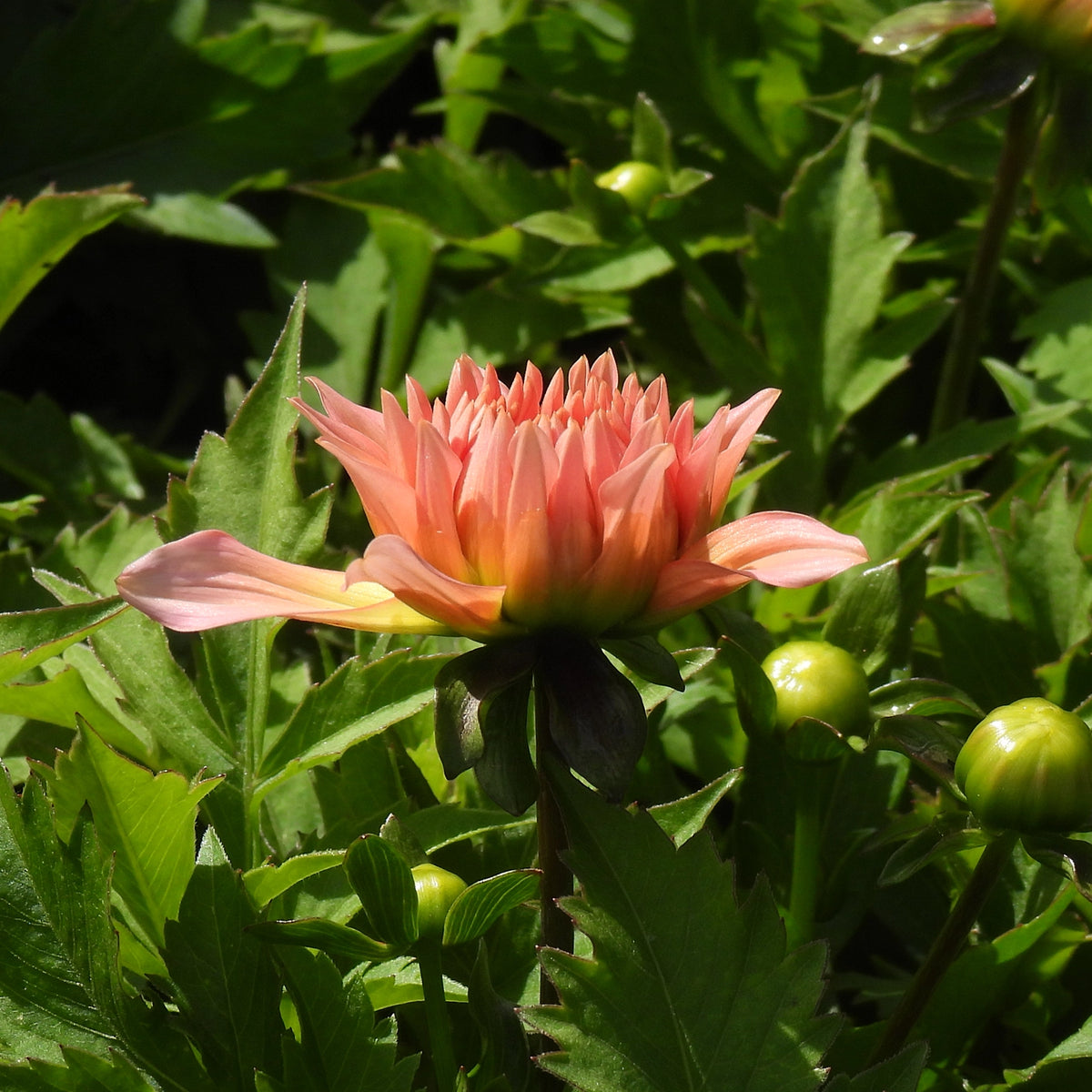 A peach and pink dahlia flower starting to bloom in September - surrounded by green leaves and unopened buds.