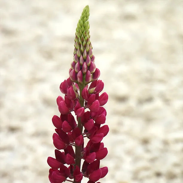 Close-up of a red lupin flower with a blurred beige background