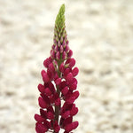 Close-up of a red lupin flower with a blurred beige background