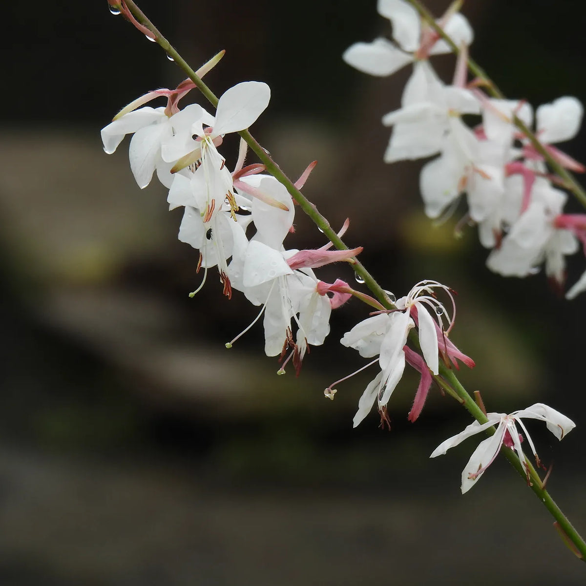 Close up of white and pink gaura flowers