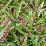 Close-up of green hebe leaves with pinkish-purple flowers