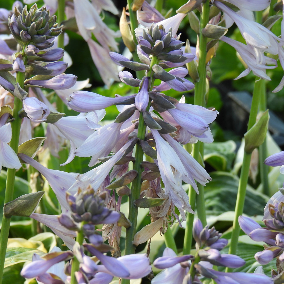 Close-up of pale lavender-white hosta flowers with green leaves in a garden setting.