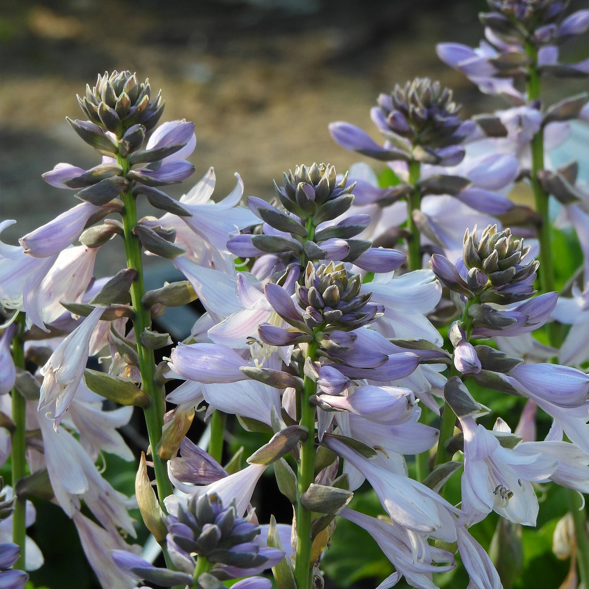 Close-up of pale lavender and white hosta flowers with green stems and leaves in a garden setting.