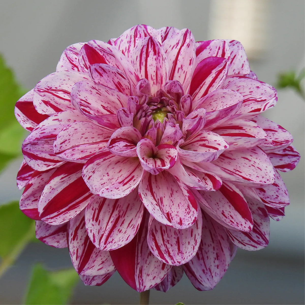 Close up of Ida Mae Dahlia Flower