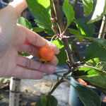 Close up of John Downie Crab Apple