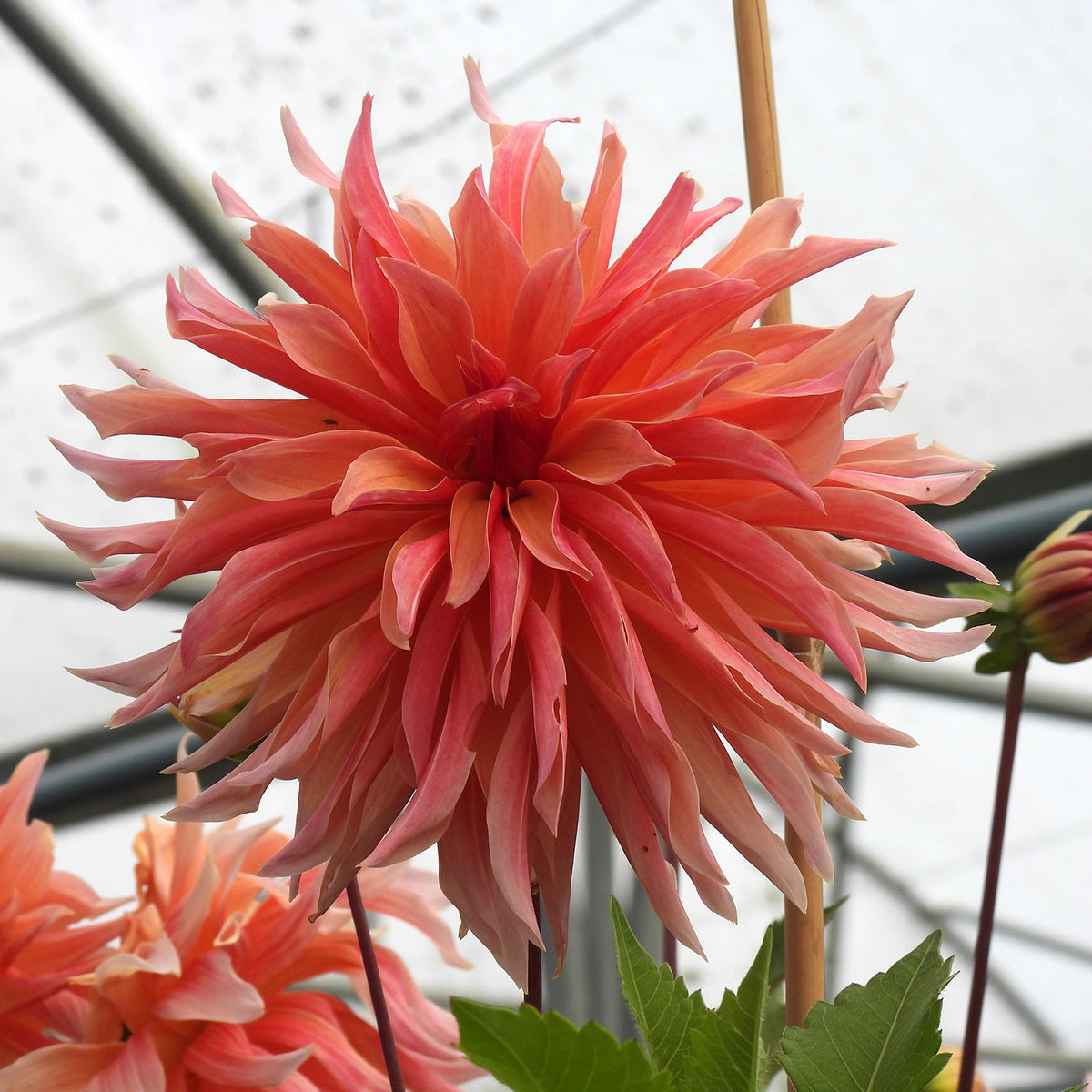 Close up of Labyrinth Dahlia