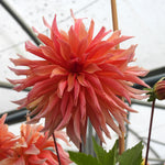 Close up of Labyrinth Dahlia