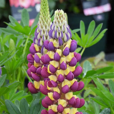 Close up of purple and yellow lupin flower with green leaves in the background