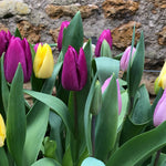 Mixed Single Tulips