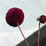 Close up of deep purple dahlia flower