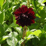 Close up of Night Queen Dahlia