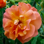 A close-up of a peachy-orange rose bloom with layered ruffled petals, yellow-orange center, and green foliage in the background.