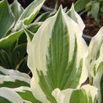 Close-up of variegated hosta leaves with broad white and green margins, photographed in a nursery setting with other pots visible in the background.
