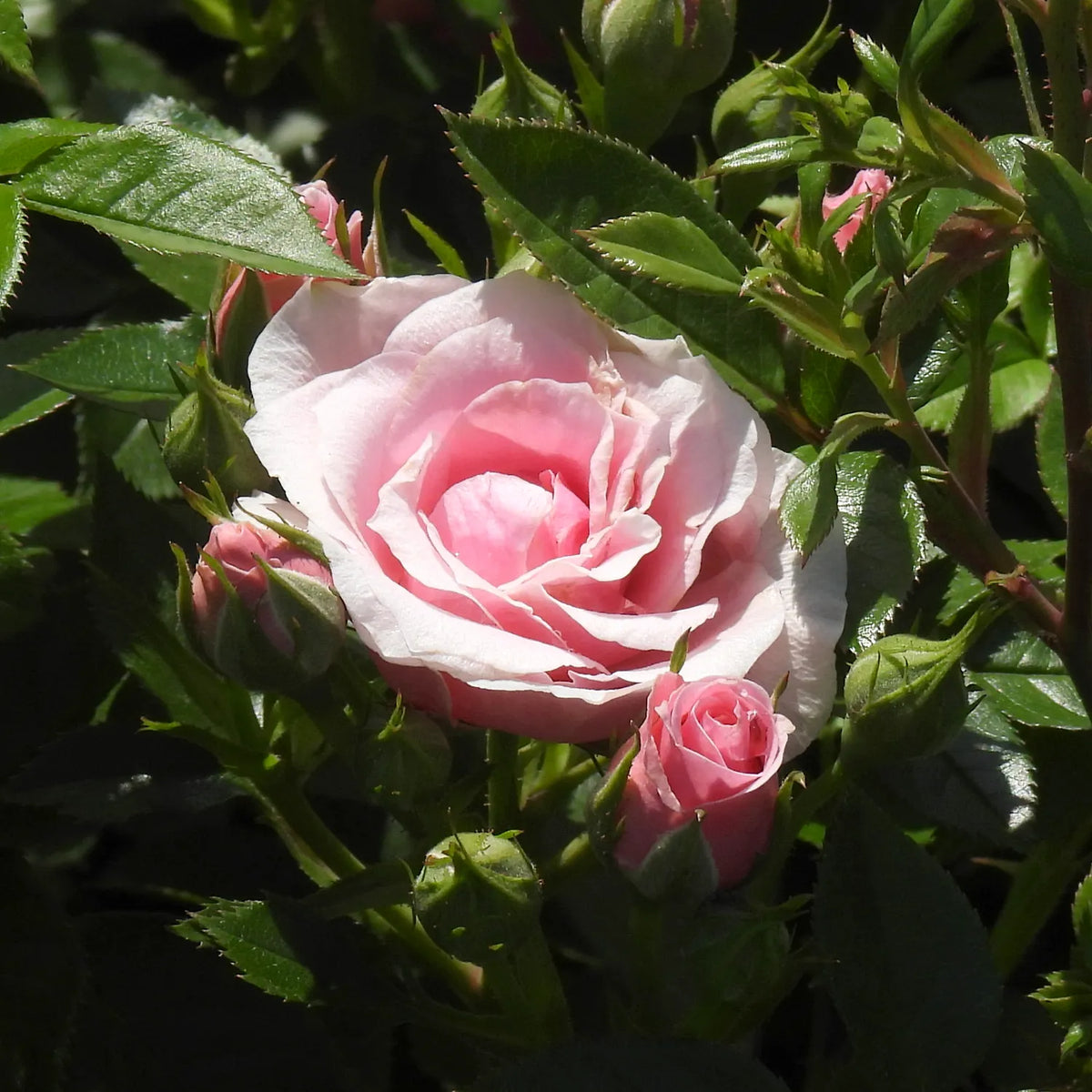 Pink rose with green leaves in a garden setting