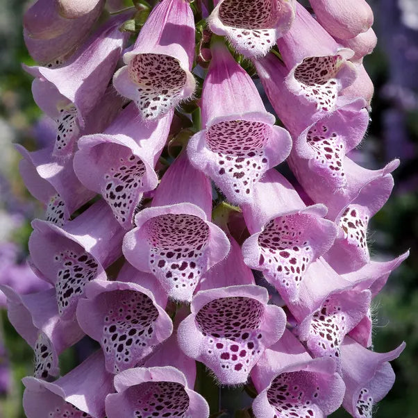 Close-up of Digitalis Dalmatian Rose perennial flowers showing purple tubular blooms with spotted white throats