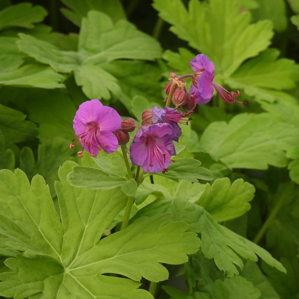 Pinkish-purple geranium flowers blooming among lush green compound leaves.
