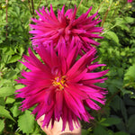 Bright pink mottled dahlia flowers in full bloom on a plant with green foliage, held by a hand at the bottom.