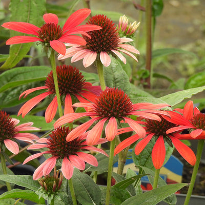 Close-up of coneflowers with bright coral-red petals and dark reddish-brown centers, surrounded by green leaves in a garden setting.