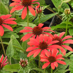 Vibrant red coneflowers with dark brown centers and green foliage growing closely together.