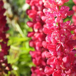 Close-up of pink lupin flowers with water droplets on a blurred green background