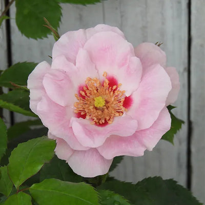 Pink flower with a yellow center and red accents, surrounded by green leaves against a neutral background.