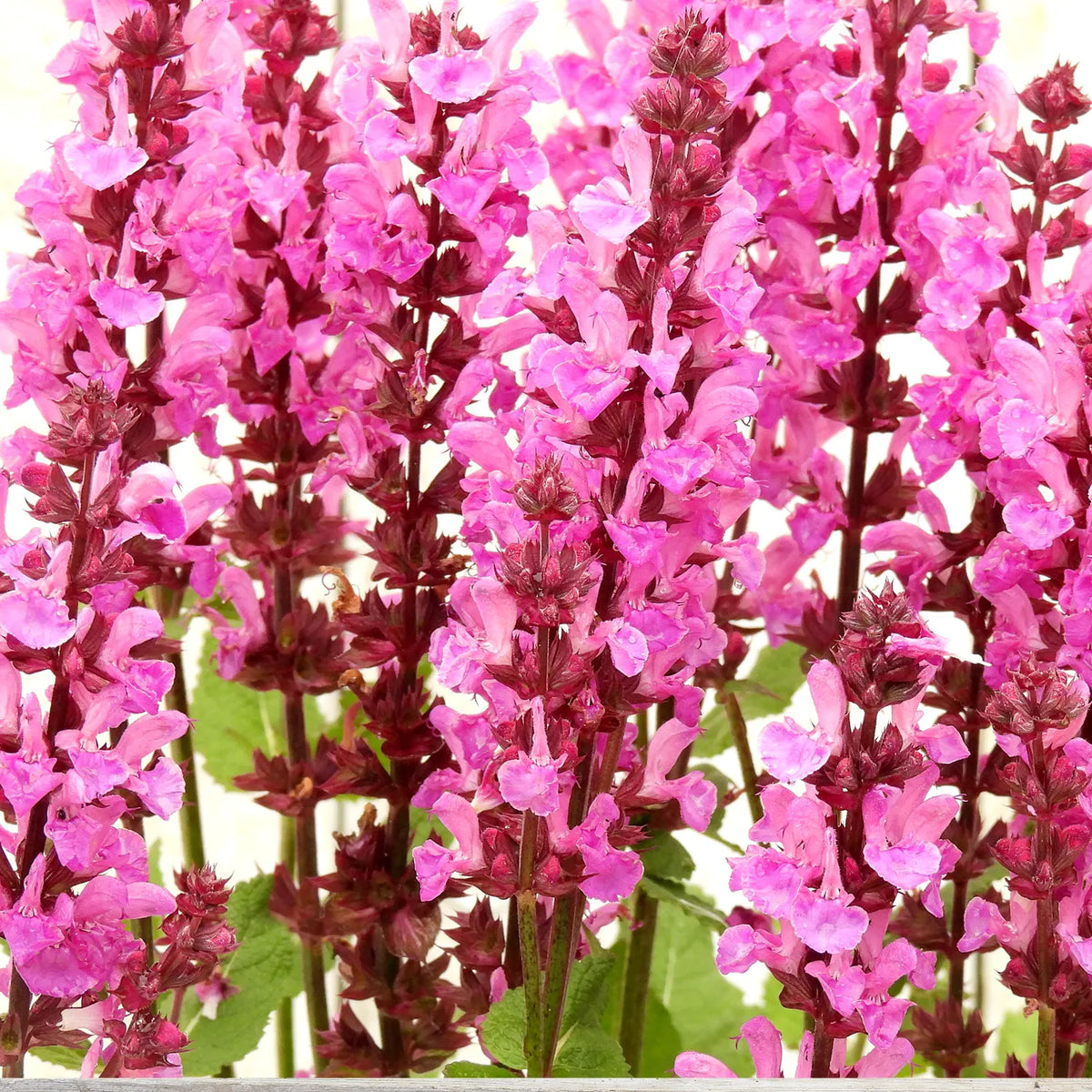 Close-up of marvel rose salvia flowers