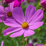 Close-up of a pink cosmos flower with a yellow center in a field.
