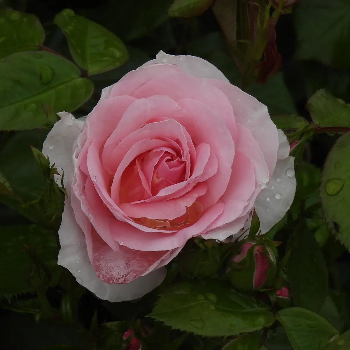 Pink rose with water droplets on green leaves