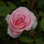 Pink rose with water droplets on green leaves