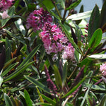 Close-up of pink hebe flowers with green leaves