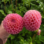 Two large pink dahlia flowers held in front of a hand, with green foliage in the background.