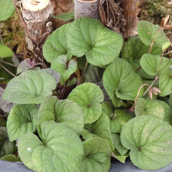 Close up of viola labradorica leaves