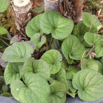 Close up of viola labradorica leaves