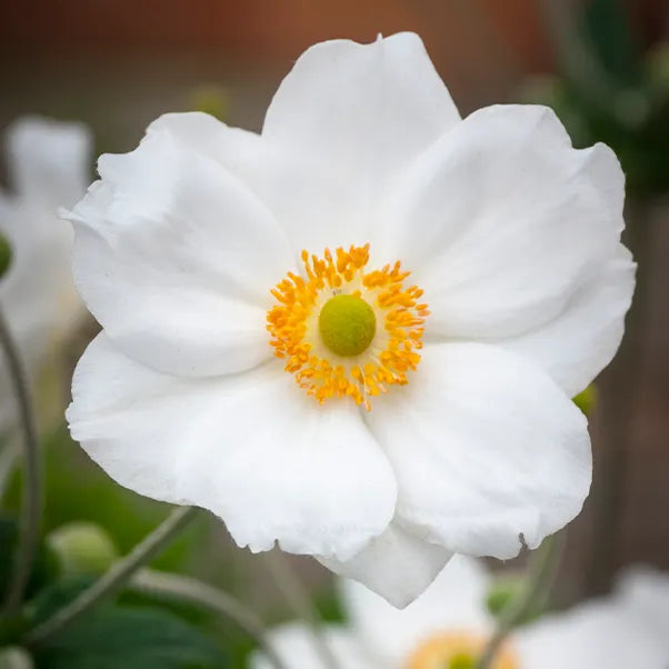 Close up of White Anemone Snow Angel Flower