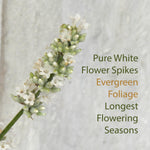A close-up of a flowering plant spike with small white blossoms and pale green foliage, set against a light textured background with text reading 'Pure White Flower Spikes Evergreen Foliage Longest Flowering Seasons.'.