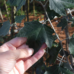 A close-up of a hand holding white poplar tree leaf