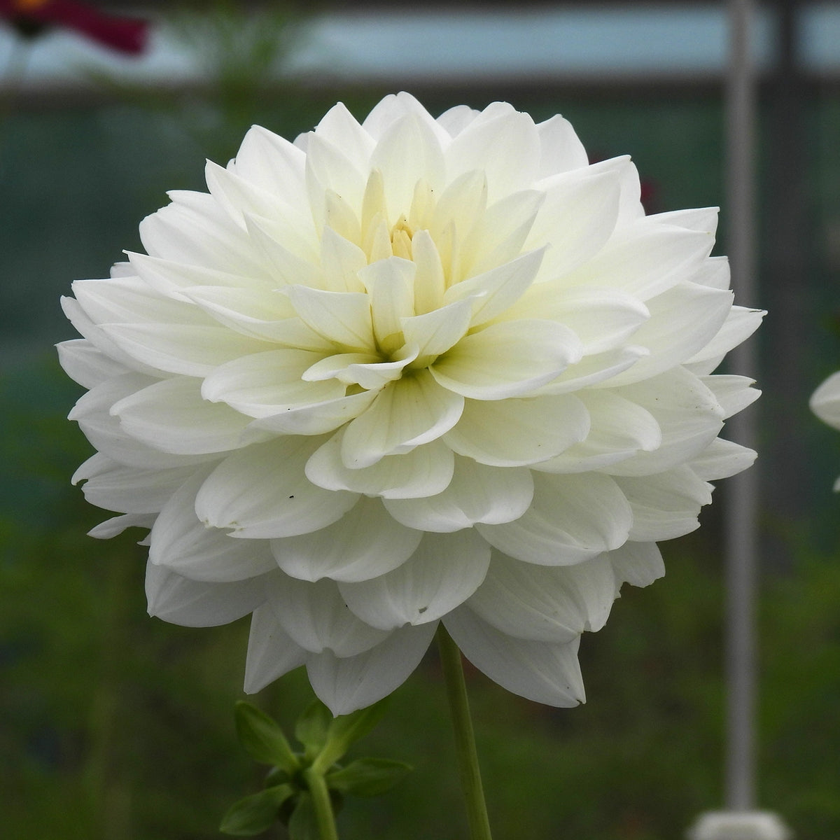 Close up of white dahlia - White Swan