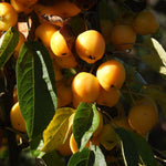 Close-up of small yellow-orange fruits hanging from a tree branch with green leaves in natural sunlight.