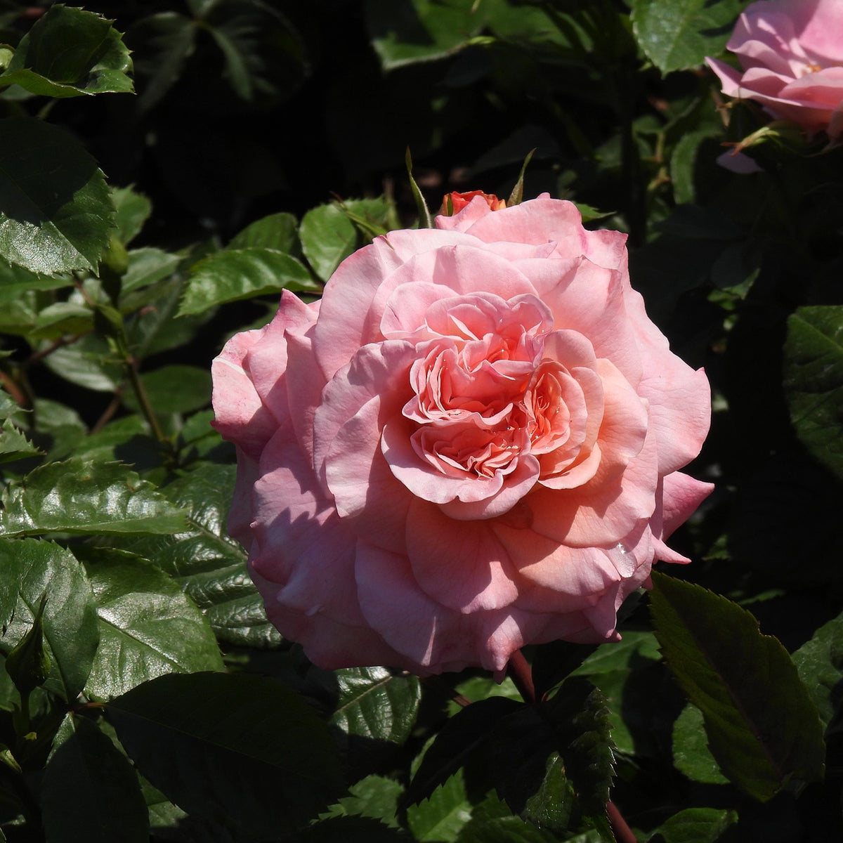 Close up of pink rose (Rachel)
