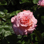 Close up of pink rose (Rachel)