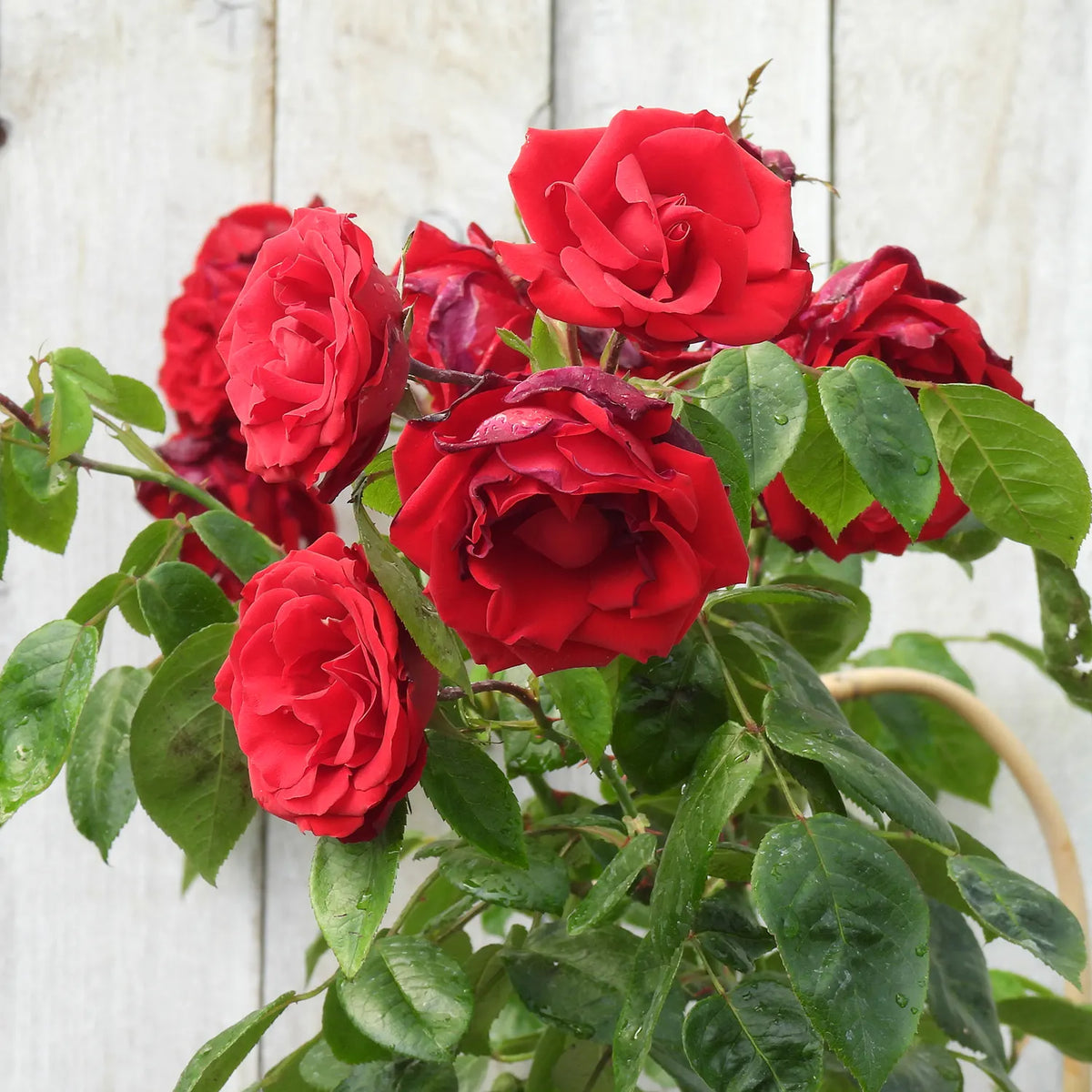 Bouquet of red Dublin Bay roses with green leaves against a wooden background