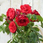 Bouquet of red Dublin Bay roses with green leaves against a wooden background